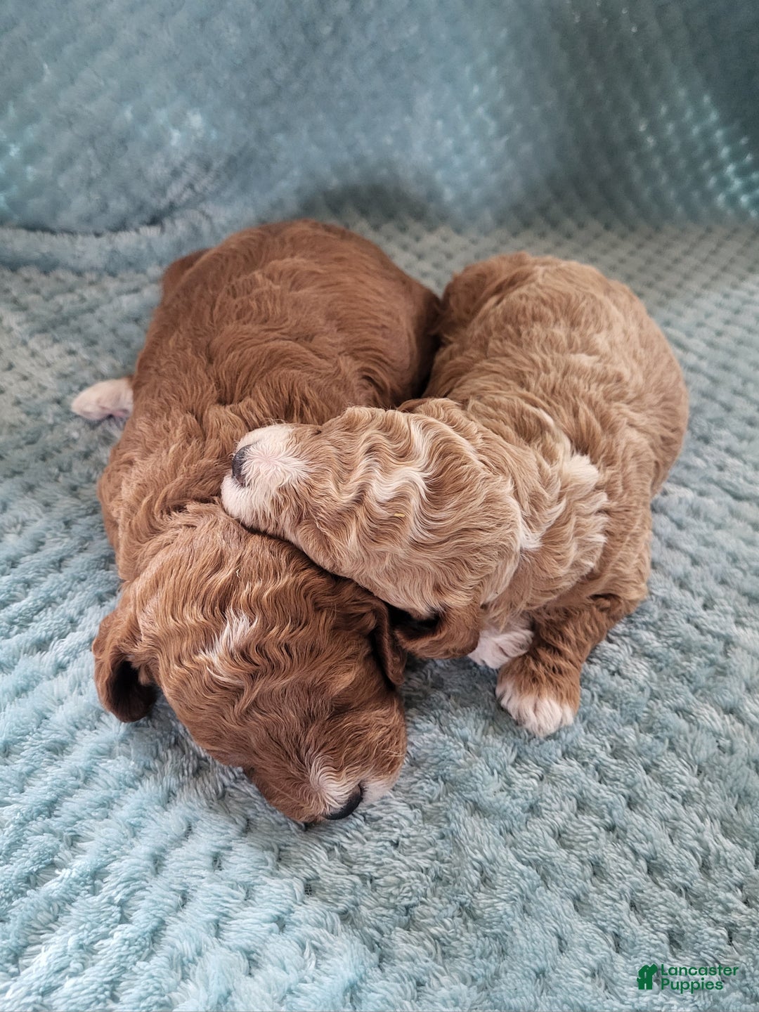 Goldendoodle dogs for sale: Rusty - Ad 7