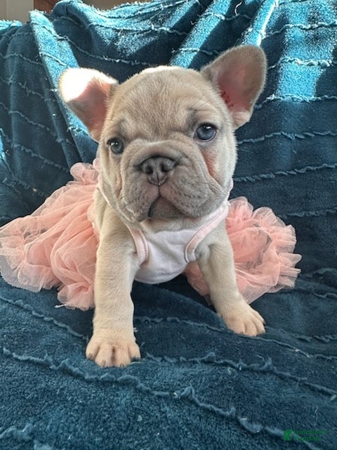 French Bulldog dogs Lilac Pretty - Ad 9