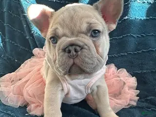 French Bulldog dogs Lilac Pretty - Ad 9