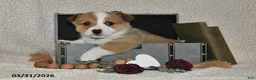 Welsh Corgi Pembroke dogs for sale: Hans - Ad 4