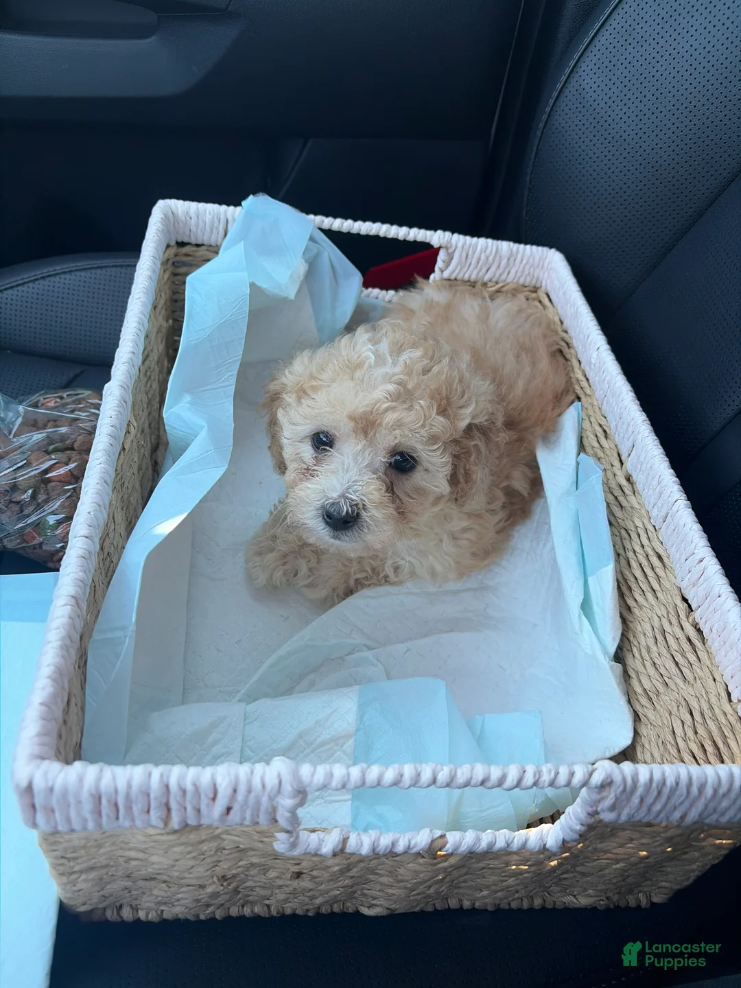 Miniature Poodle dogs for sale: Miniature Poodle Puppy 3 - Ad 1