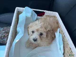 Miniature Poodle dogs Miniature Poodle Puppy 3 - Ad 1