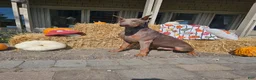Doberman Pinscher dogs for sale: Kaladin  - Ad 5