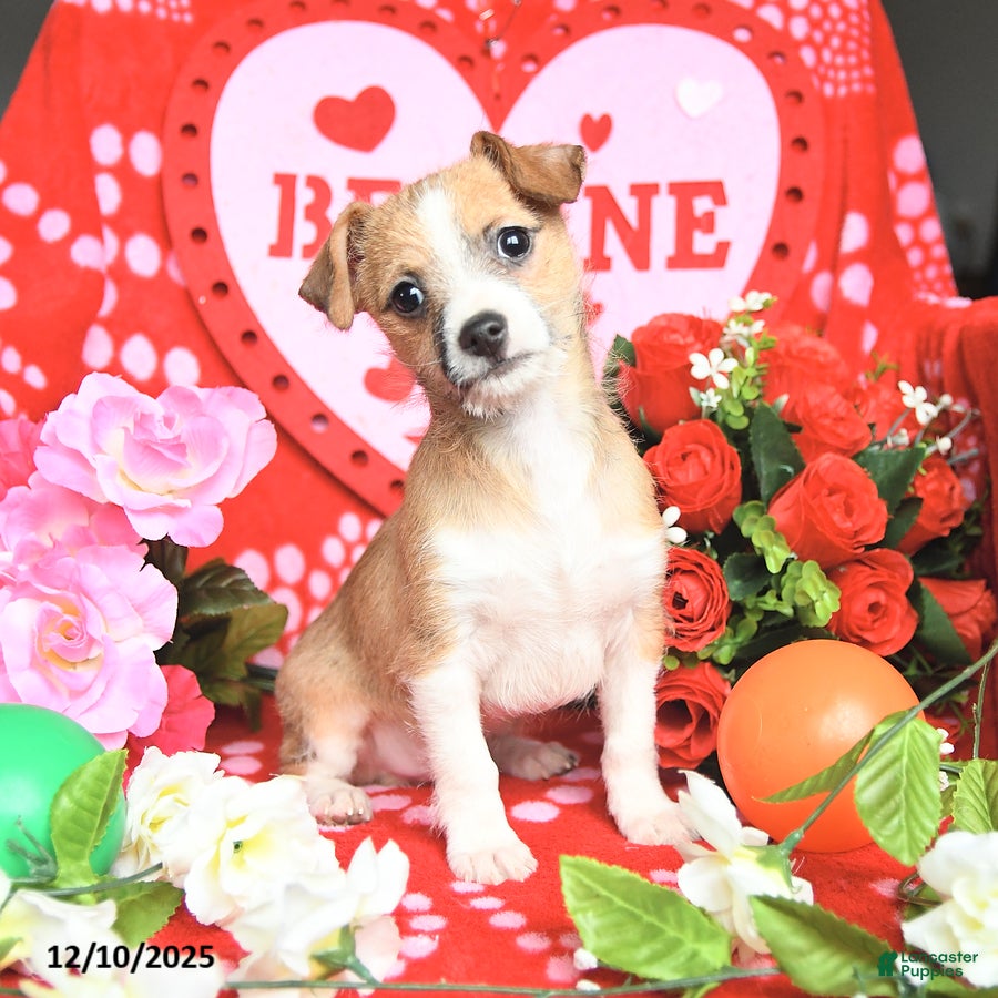 Mixed Breed dogs Patch  - Ad 22