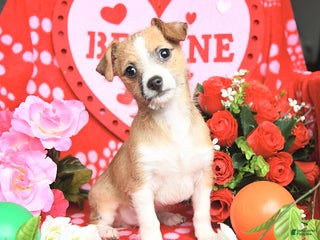 Mixed Breed dogs Patch - Ad 2