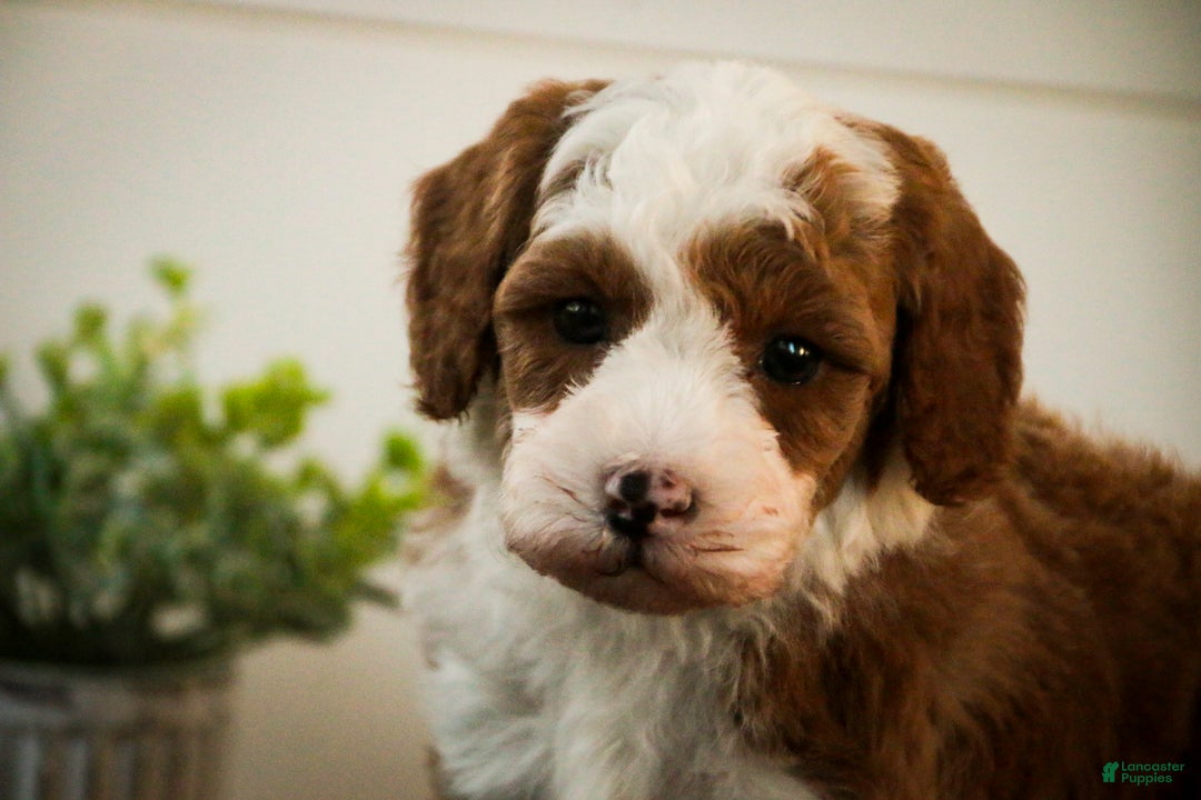 Miniature Poodle dogs for sale: Rick - Ad 6