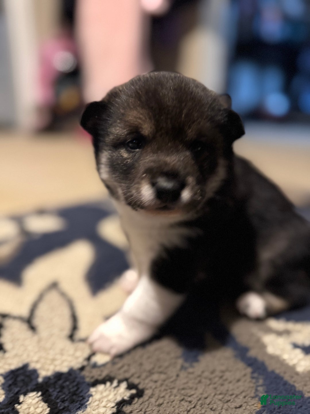 Shiba Inu dogs for sale: Shiba Inu Puppy 2 - Ad 11