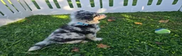 Toy Australian Shepherd dogs for sale: Boy 3 - Ad 6