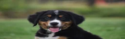 Bernese Mountain Dog dogs for sale: Trevor - Ad 12