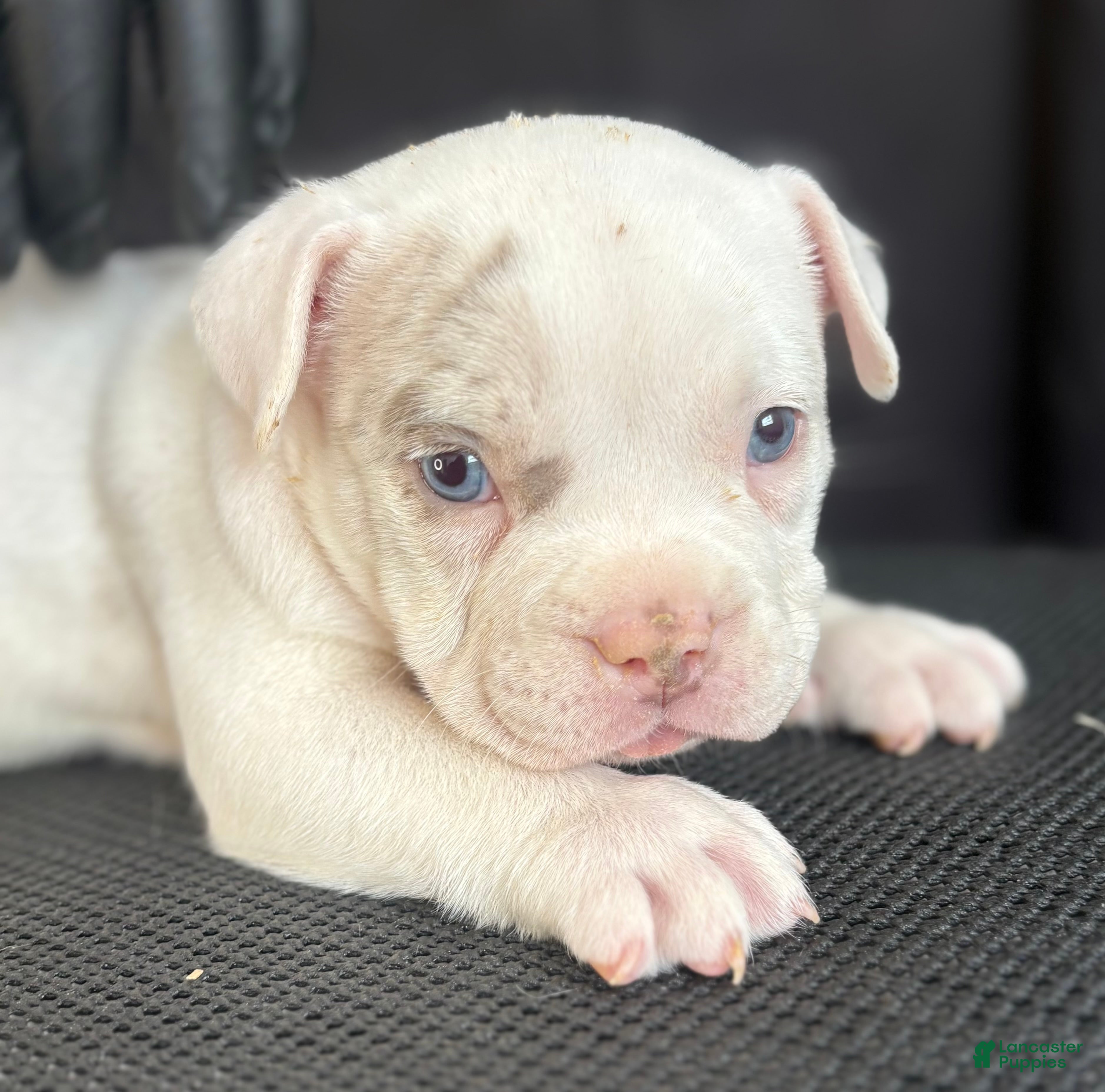 American Bully dogs American Bully 7 - Ad 1
