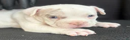 American Bully dogs for sale: American Bully 7 - Ad 1