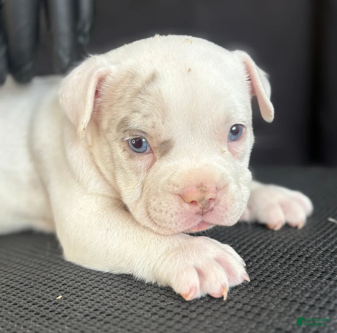 American Bully dogs for sale: American Bully 7 - Ad 1