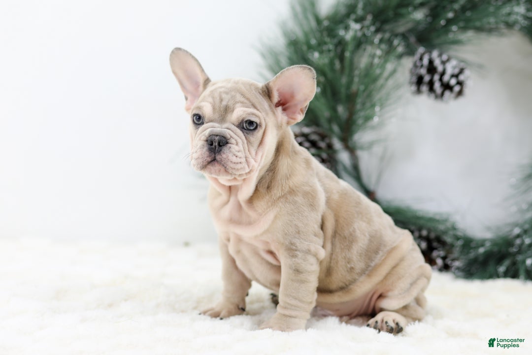 French Bulldog dogs for sale: Major - Ad 6