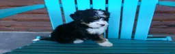 Mini Bernedoodle dogs for sale: Bobby - Ad 5