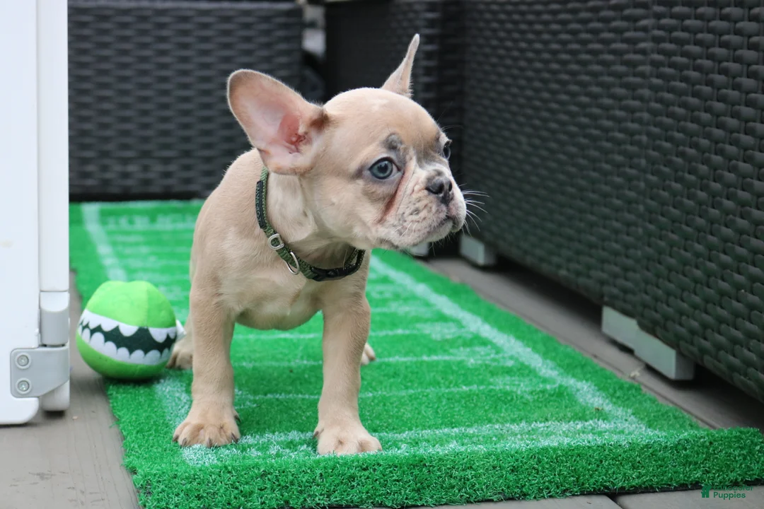 French Bulldog dogs for sale: French Bulldog 2 - Ad 2