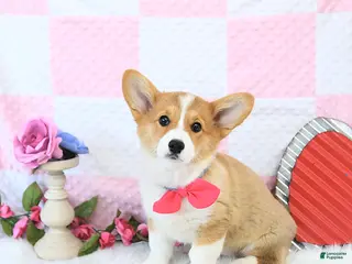 Welsh Corgi Pembroke dogs for sale: Mandy - Ad 3