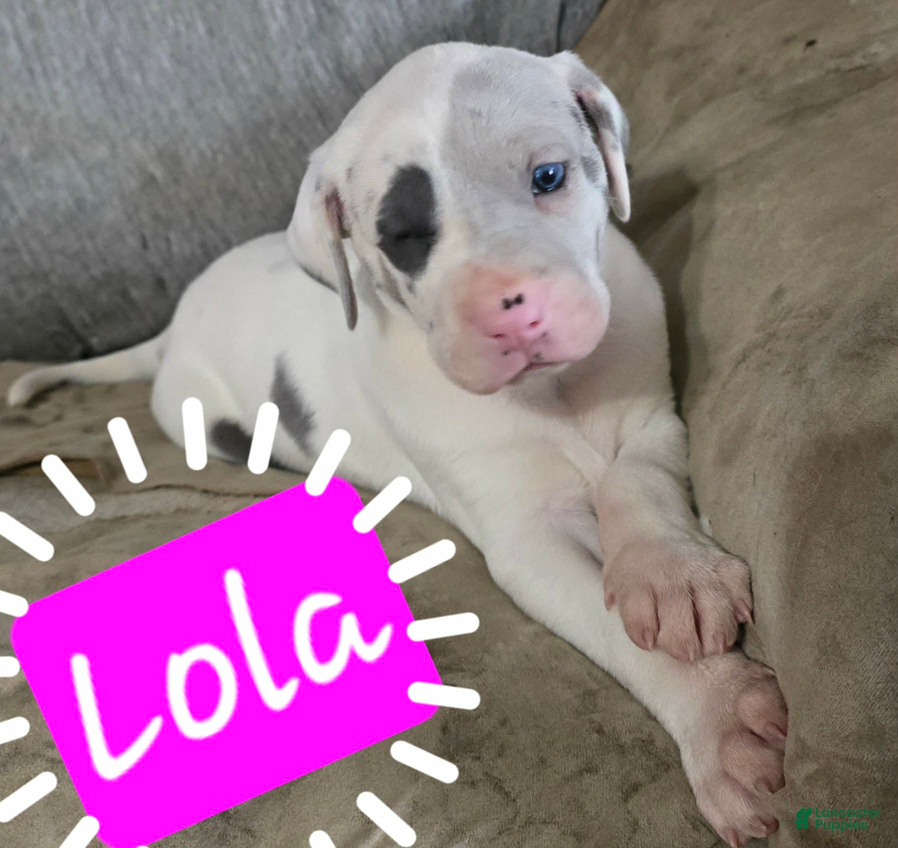 Great Dane dogs Lola - Ad 28