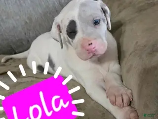 Great Dane dogs Lola - Ad 28