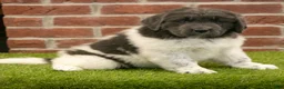Newfoundland dogs for sale: Betty - Ad 5