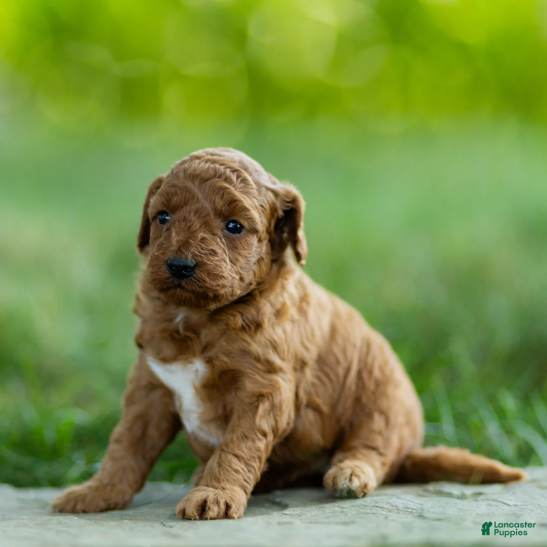 Labradoodle dogs for sale: Winnie Labradoodle  - Ad 5