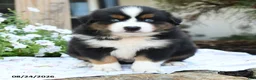 Miniature Australian Shepherd dogs for sale: Wollie - Ad 5