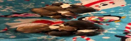 Boston Terrier dogs for sale: Eric - Ad 4