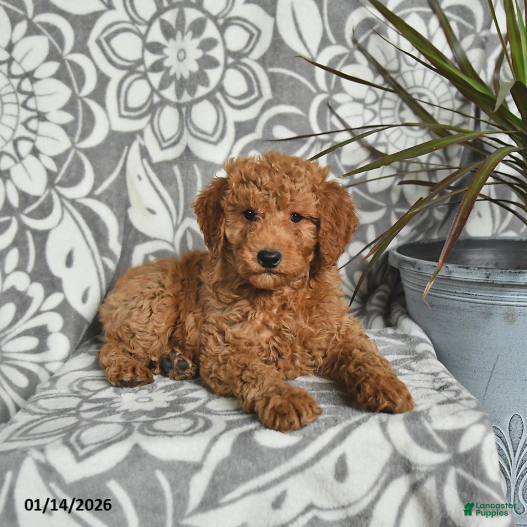 Mini Goldendoodle dogs for sale: River - Ad 4