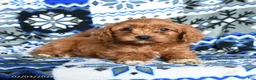 Cavapoo dogs for sale: Teddy - Ad 3