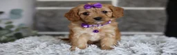 Cavapoo dogs for sale: Rosie - Ad 14
