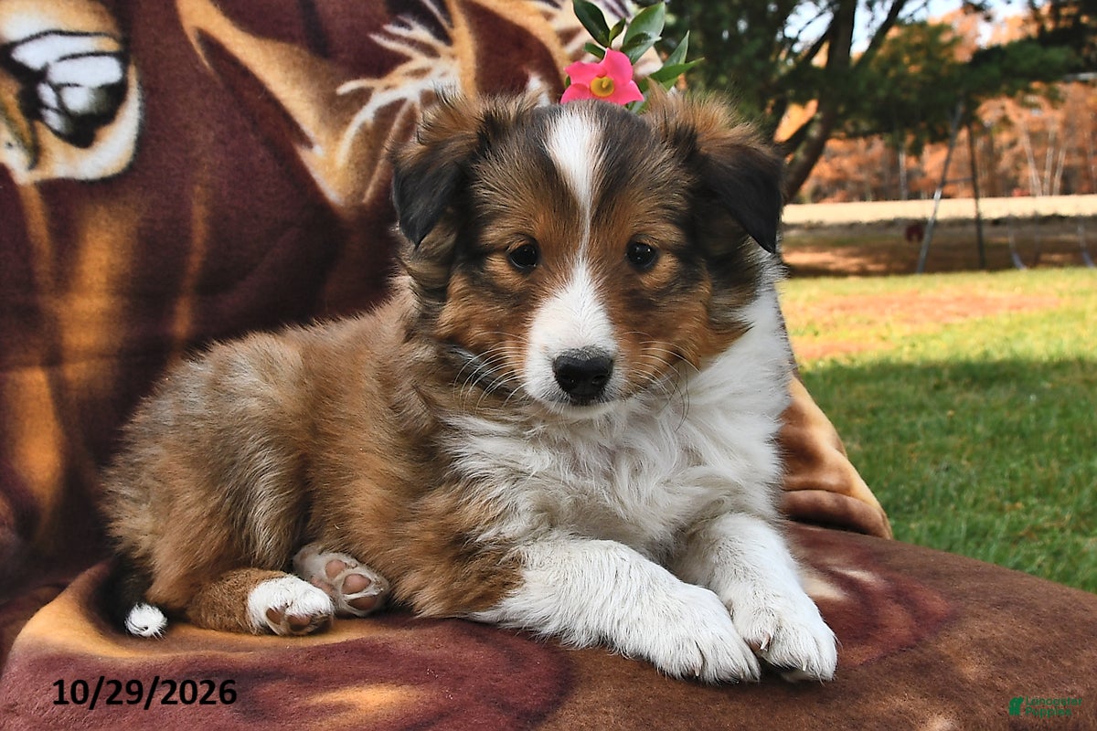 Shetland Sheepdog dogs for sale: Rover  - Ad 1