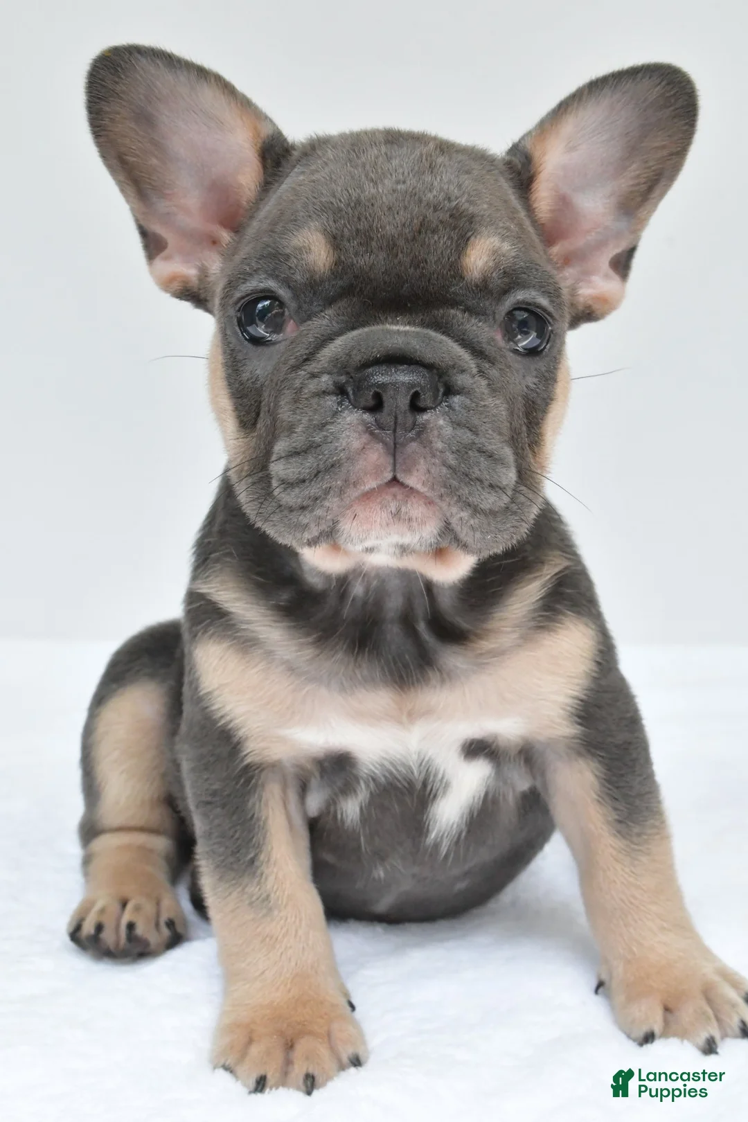 French Bulldog dogs for sale: simone - Ad 1