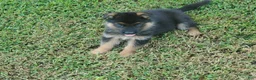 German Shepherd dogs for sale: Violet Male - Ad 6