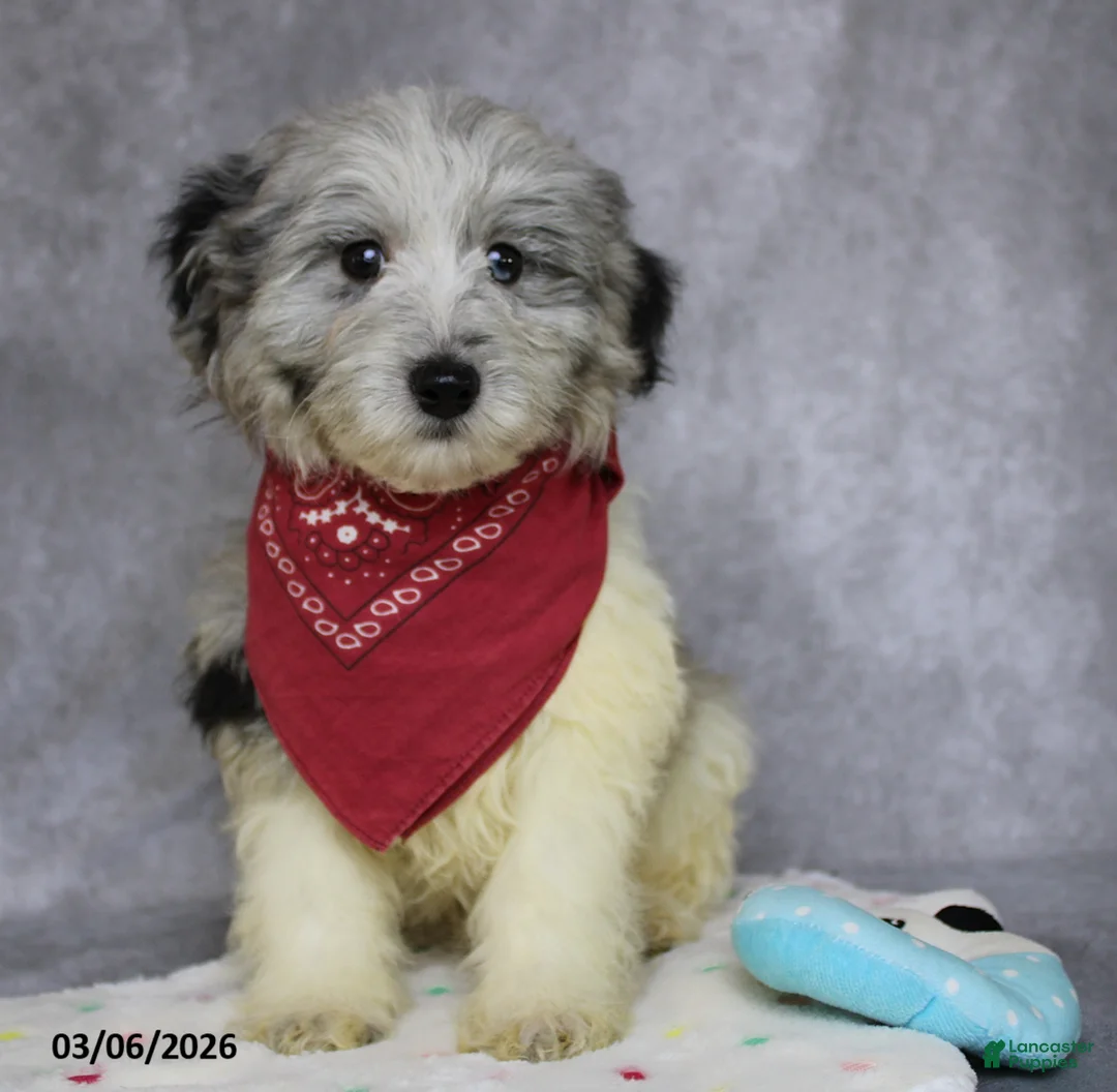 Mini Aussiedoodle dogs for sale: Cooper - Ad 1