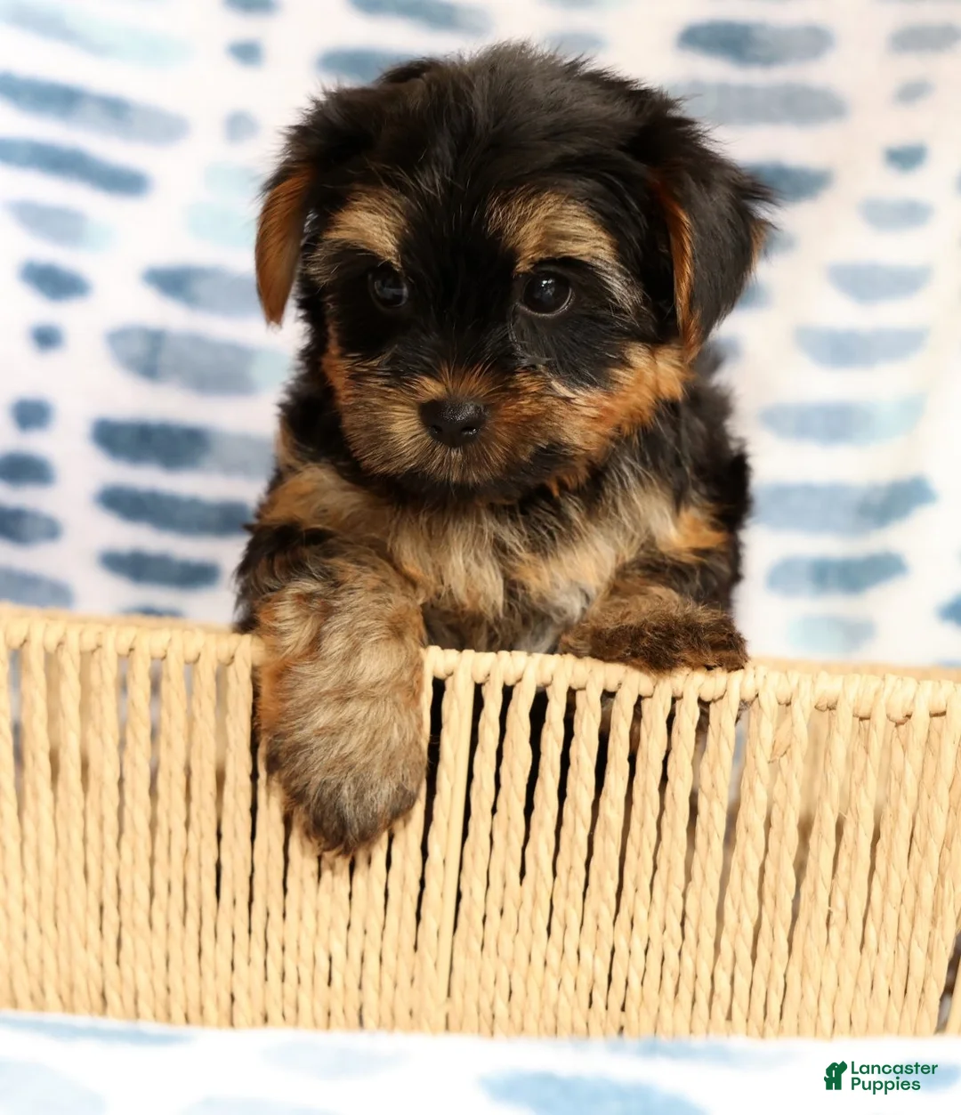 Yorkshire Terrier dogs for sale: Sophia - Ad 1