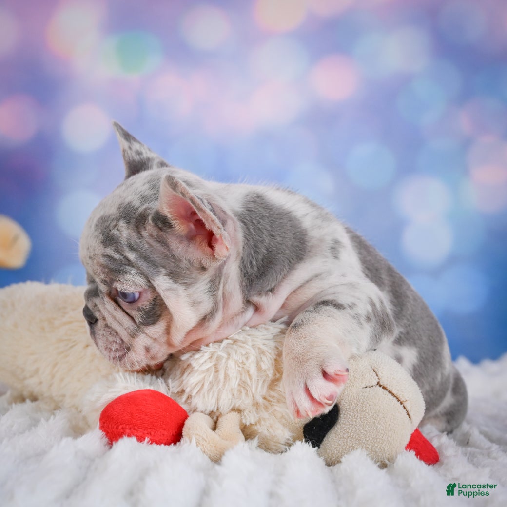French Bulldog dogs for sale: Cody - Ad 6