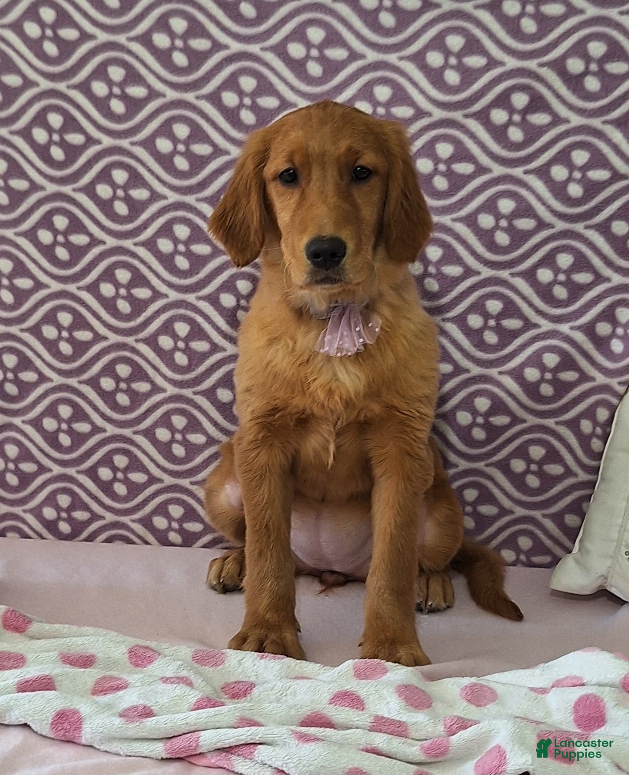 Golden Retriever dogs Bridget - Ad 1