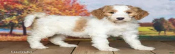 Goldendoodle dogs for sale: Lucinda - Ad 3