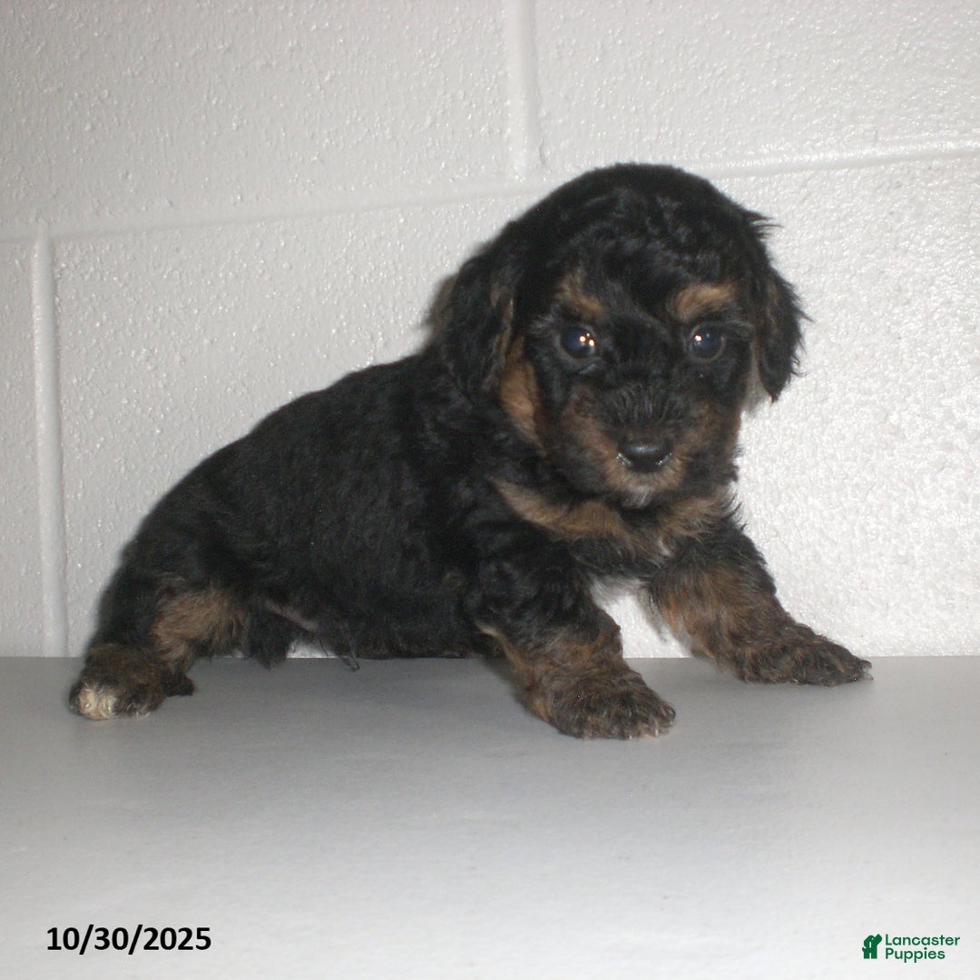 Yorkiepoo dogs for sale: Tyler - Ad 17