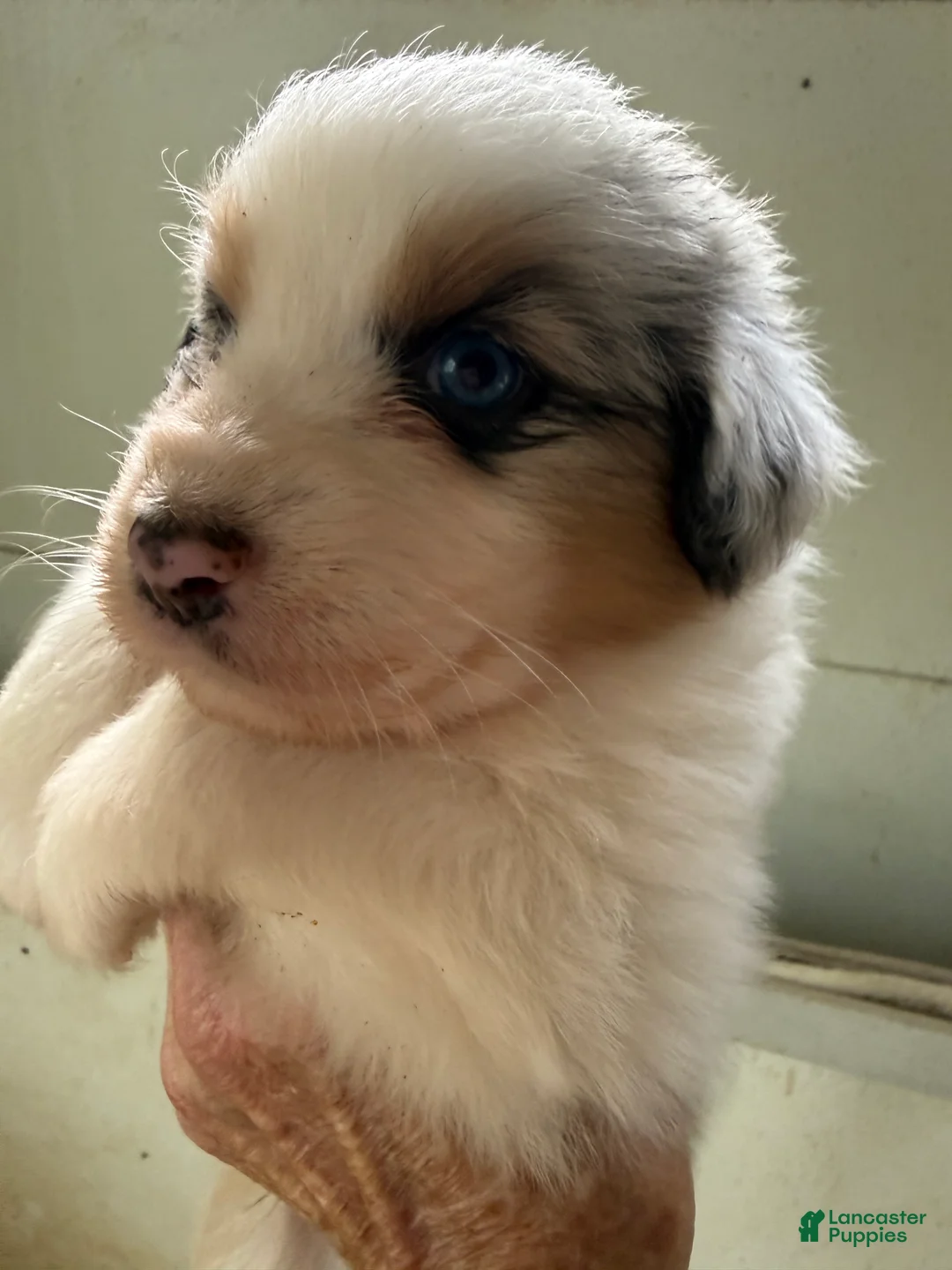 Australian Shepherd dogs for sale: Joshua - Ad 2
