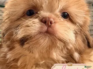 Shih Tzu dogs Gucci - Ad 24