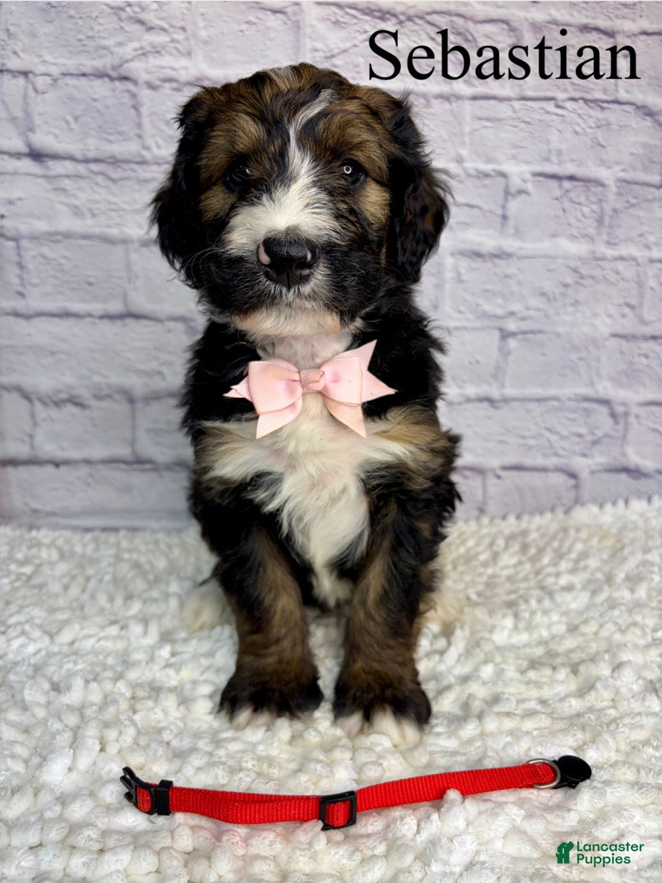 Bernedoodle dogs Sebastian- Standard F1 - Ad 27