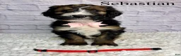Bernedoodle dogs for sale: Sebastian- Standard F1 - Ad 2