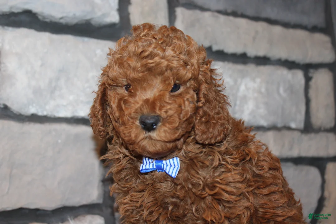 Miniature Poodle dogs for sale: AKC JAX - Ad 6