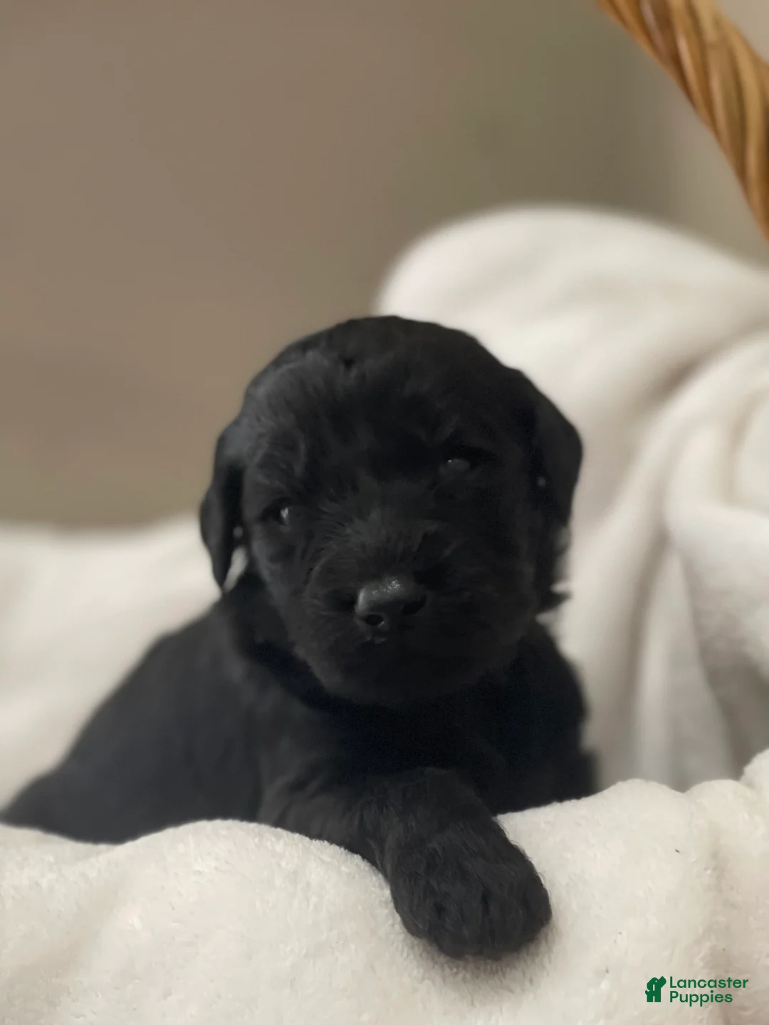 Goldendoodle dogs for sale: Yellow Collar Male - Ad 2