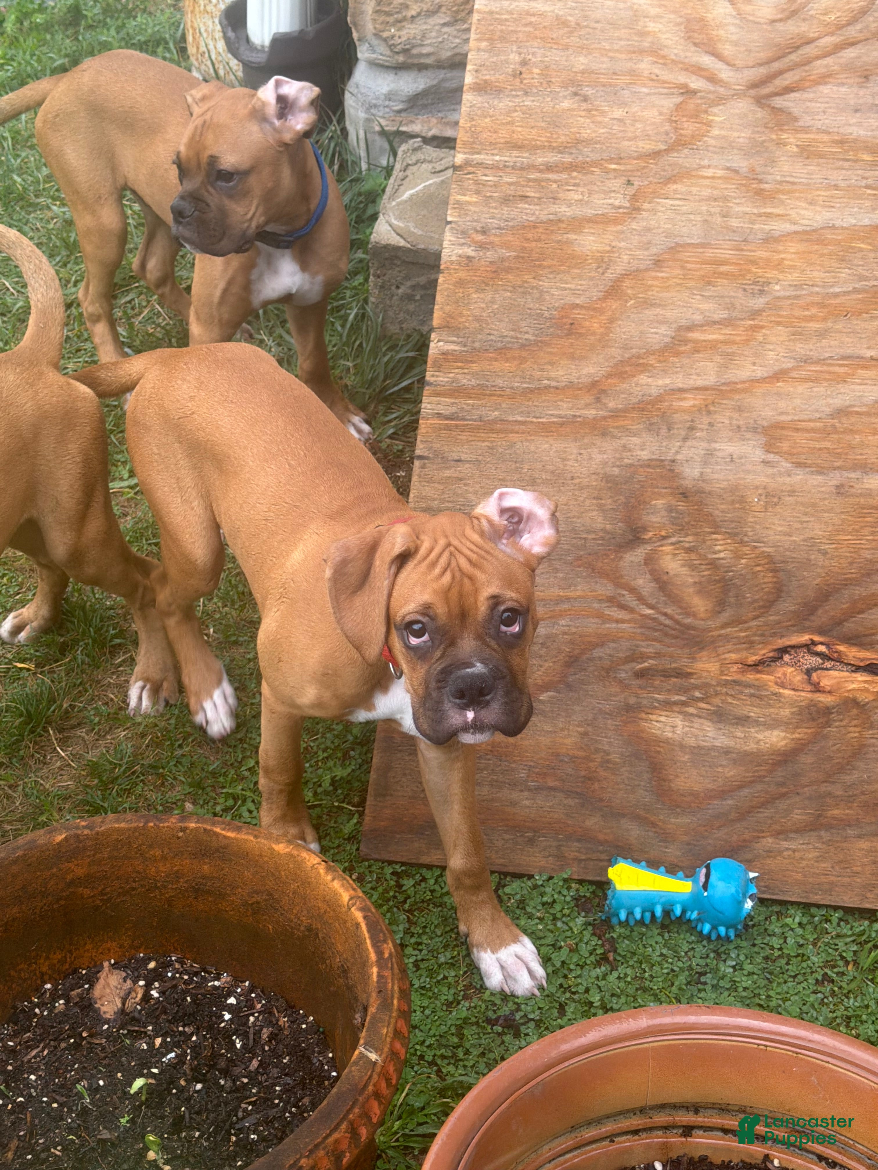 Boxer dogs Lucky - Ad 39
