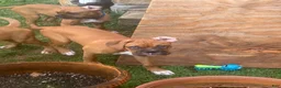 Boxer dogs for sale: Lucky - Ad 1