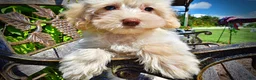 Havapoo dogs for sale: Gabby - Ad 4