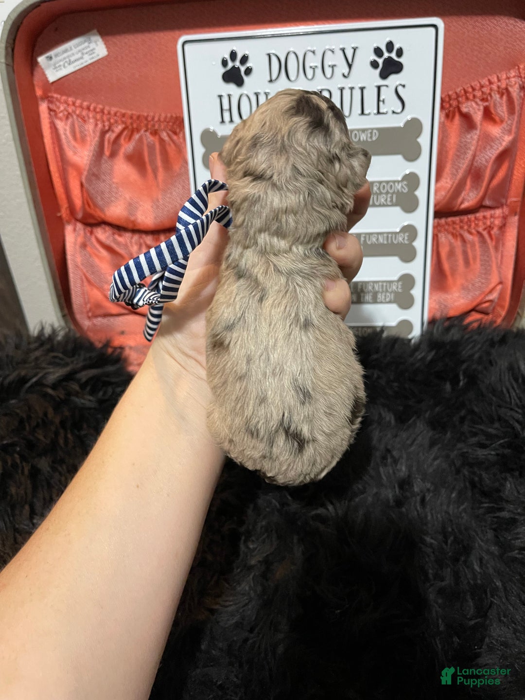 Miniature Poodle dogs for sale: Akc Chocolate Merle Phantom boy 2 - Ad 29