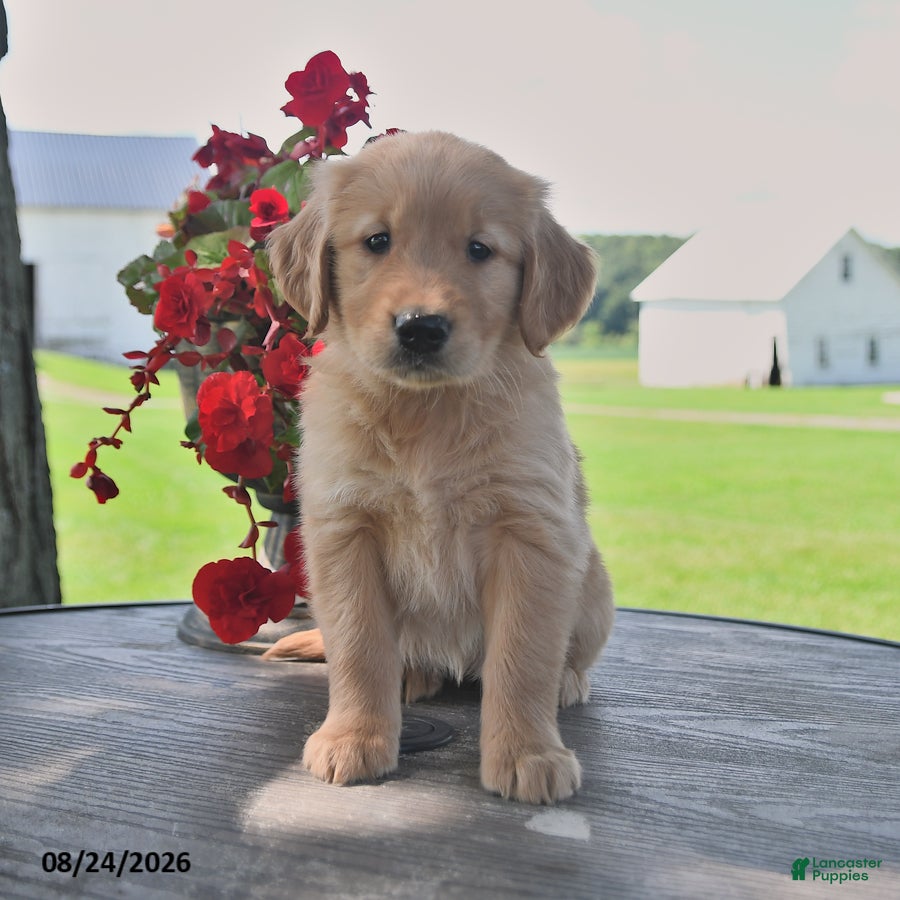 Golden Retriever dogs Tilly - Ad 1