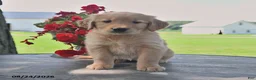 Golden Retriever dogs for sale: Tilly - Ad 1
